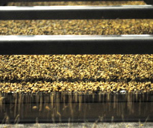 Hemp Grain Processing